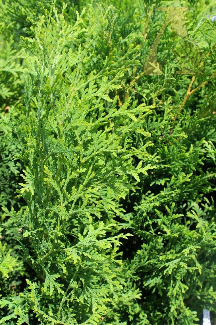 Туя западная 