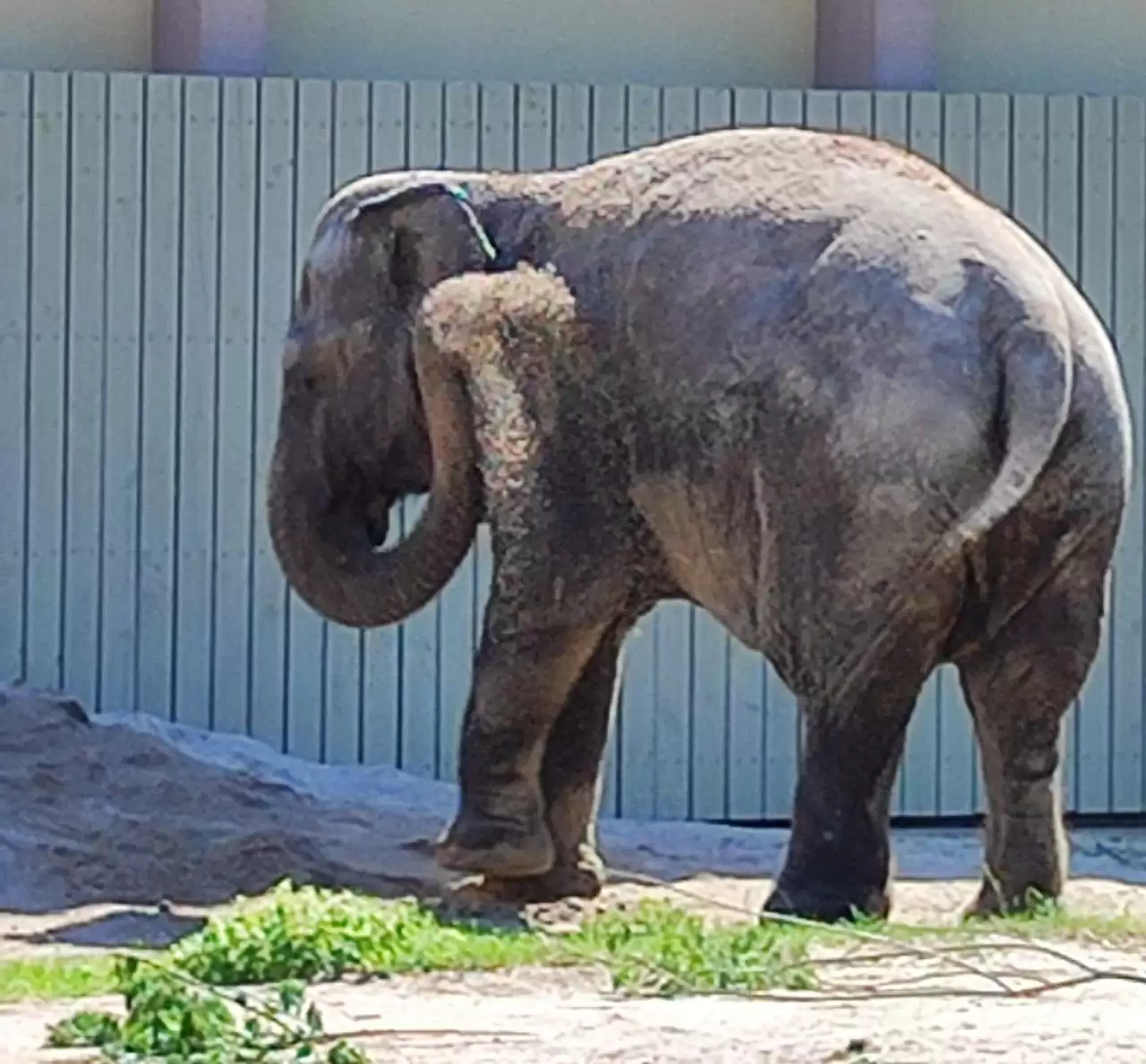 День защиты слонов в зоопарках
